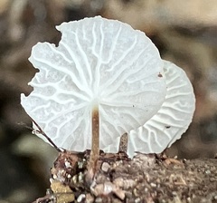 Marasmiellus candidus