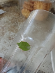 Chlorocoris distinctus