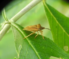 Carpocoris fuscispinus