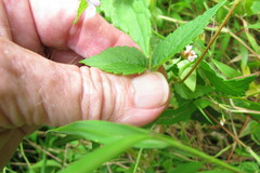 Stachys hispida