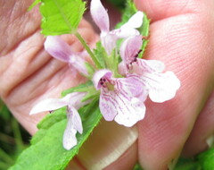 Stachys hispida