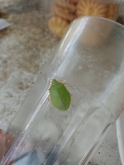 Chlorocoris distinctus