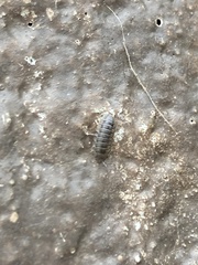 Holoverticata