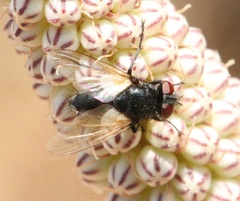 Leucostoma