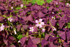 Oxalis triangularis