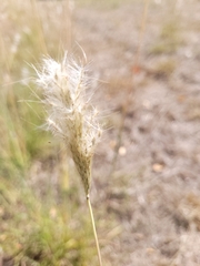 Bothriochloa barbinodis