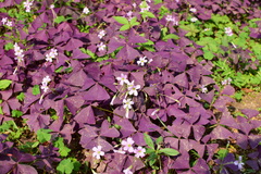 Oxalis triangularis