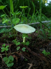 Leucocoprinus fragilissimus