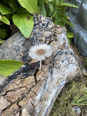 Leucocoprinus fragilissimus