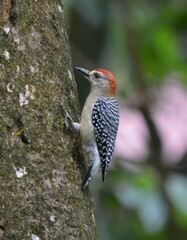 Melanerpes rubricapillus