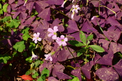 Oxalis triangularis