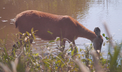 Blastocerus dichotomus