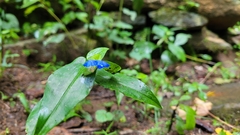 Commelina communis