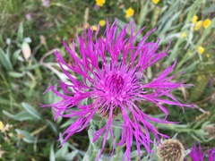 Centaurea uniflora