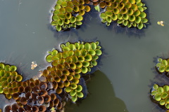 Salvinia cucullata
