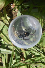 Pseudoxycheila bipustulata