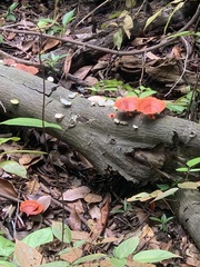 Trametes coccinea