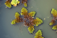 Salvinia cucullata