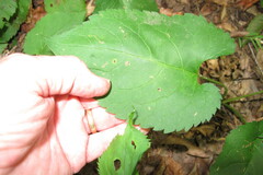 Eurybia schreberi