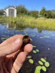 Cipangopaludina chinensis