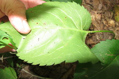 Eurybia schreberi