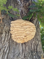 Climacodon septentrionalis