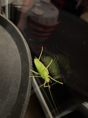 Pterophylla camellifolia