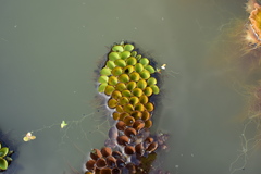 Salvinia cucullata