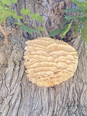 Climacodon septentrionalis