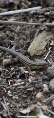 Aspidoscelis sexlineatus