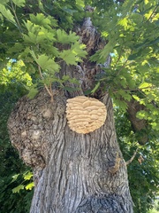 Climacodon septentrionalis