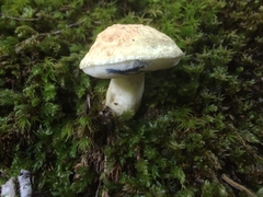 Gyroporus cyanescens
