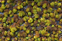 Salvinia molesta