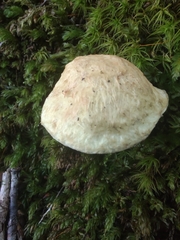 Gyroporus cyanescens