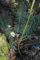 Polystichum proliferum
