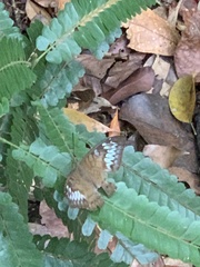 Tanaecia pelea