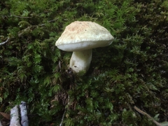 Gyroporus cyanescens