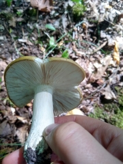 Russula claroflava