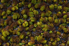 Salvinia molesta