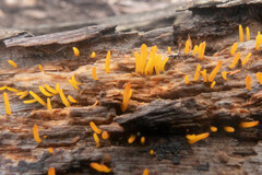 Calocera