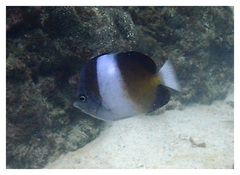 Hemitaurichthys zoster