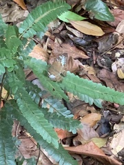 Tanaecia pelea
