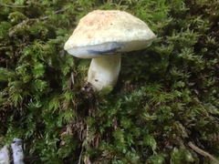 Gyroporus cyanescens