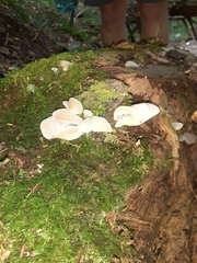 Pseudohydnum gelatinosum