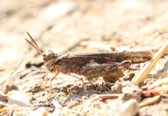 Acrotylus insubricus