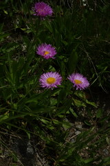 Erigeron caucasicus venustus