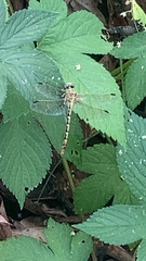 Erpetogomphus designatus