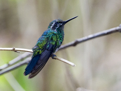 Chlorostilbon mellisugus