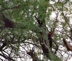 Campephilus leucopogon