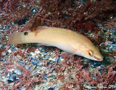 Ctenolabrus rupestris